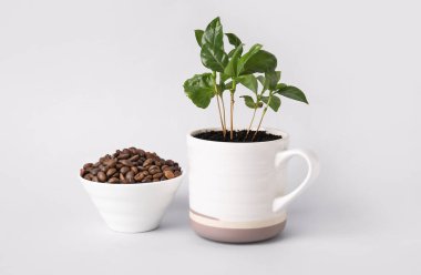 Fincanda taze kahve ağacı ve beyaz arka planda fasulye.