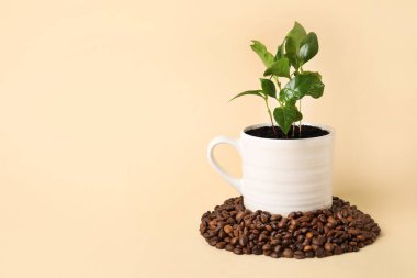 Fincanda güzel kahve ağacı ve renkli fasulye.