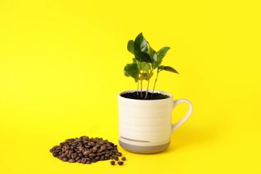 Kahve ağacı fincanda, fasulye de sarı fonda.