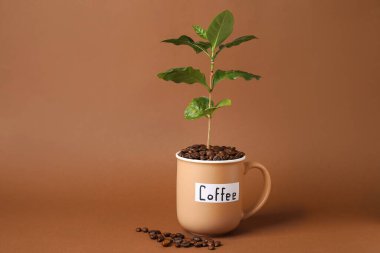 Fincanda taze kahve ağacı ve renkli fasulye.