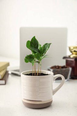Masanın üzerinde kahve ağacı olan bir fincan.