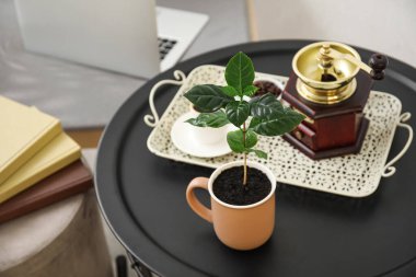 Odada kahve ağacı olan bir fincan.