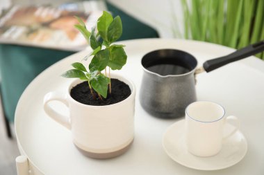 Genç kahve ağacı, kahve ve kupa odada, yakın plan.