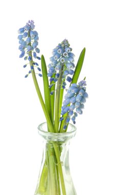 Beyaz tenli, güzel Muscari çiçekleriyle dolu bir vazo.