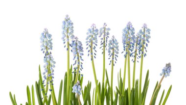 Çiçek açan Muscari bitkileri beyazlar üzerinde yalıtılmış.
