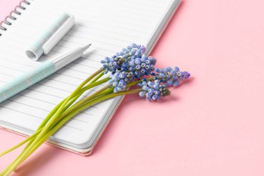 Defter, güzel Muscari çiçekleri ve pembe arka planda kalem, yakın plan.