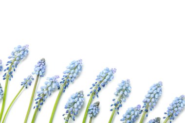 Güzel Muscari çiçekleri bembeyaz