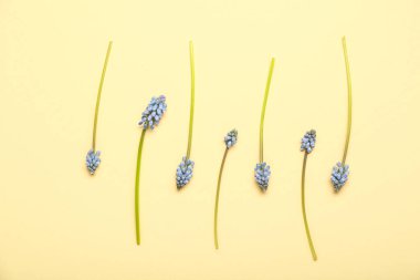 Açık sarı arkaplanda bir sürü güzel Muscari çiçeği var.