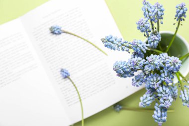Güzel Muscari çiçekleri ve yeşil arka plan kitabı