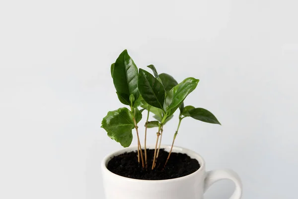 Beautiful Coffee Tree Isolated White Background Closeup — Stock Photo, Image
