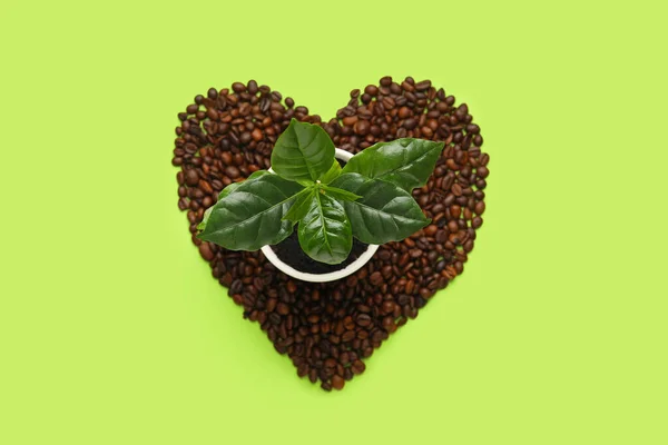 Serce Wykonane Ziaren Kawy Młodego Drzewa Tle Koloru — Zdjęcie stockowe