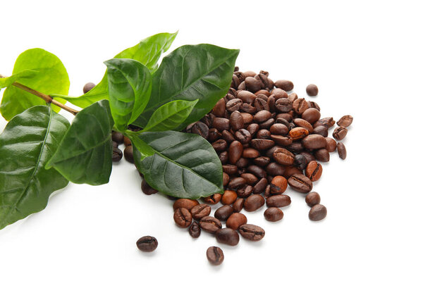 Young coffee tree and beans on white background, closeup
