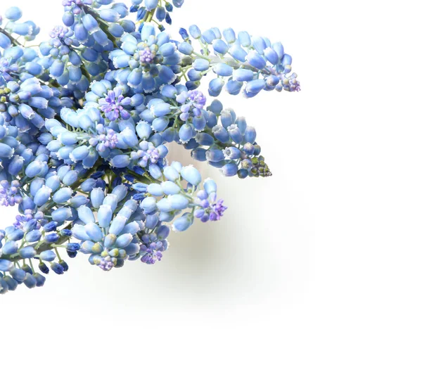 Buquê Belas Flores Muscari Isolado Branco Vista Superior — Fotografia de Stock