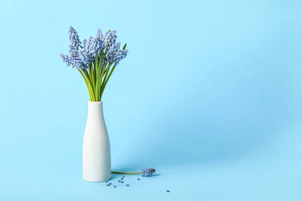 Vase Bouquet Beautiful Muscari Flowers Blue Background — Stock Photo, Image