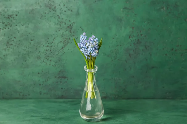 Vaso Com Belas Flores Muscari Fundo Verde — Fotografia de Stock