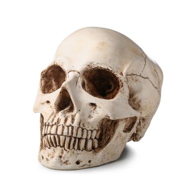 Beyaz arkaplanda izole edilmiş insan kafatası