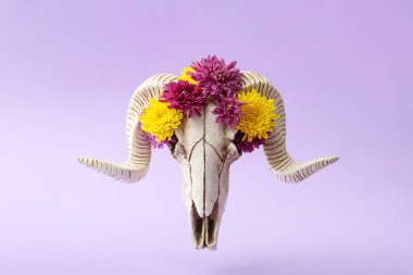 Mor arka planda çiçekli koyun kafatası