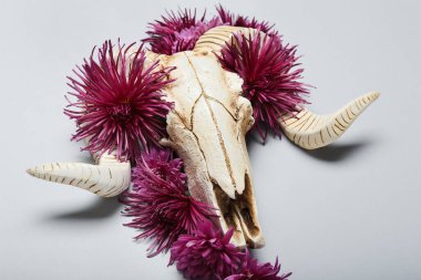 Koyun kafatası ve gri arka planda çiçekler