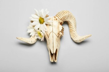 Koyun kafatası ve gri arka planda çiçekler