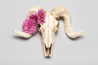 Koyun kafatası ve gri arka planda çiçekler