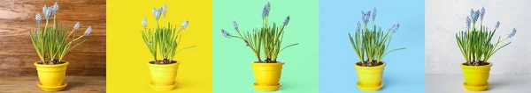Conjunto Macetas Con Flores Muscari Plantas Sobre Fondo Colorido — Foto de Stock