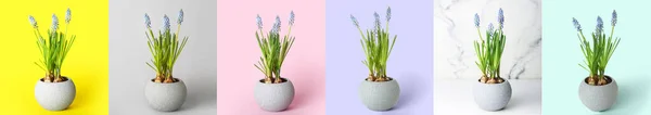 Conjunto Macetas Con Flores Muscari Plantas Sobre Fondo Colorido — Foto de Stock