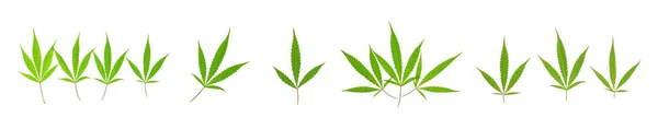 Muchas Hojas Cannabis Verde Sobre Fondo Blanco —  Fotos de Stock