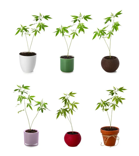 Group Hemp Plants Pots White Background — Stock Photo, Image