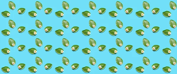 淡蓝色背景的绿叶上有美丽的水百合花 设计模式 — 图库照片