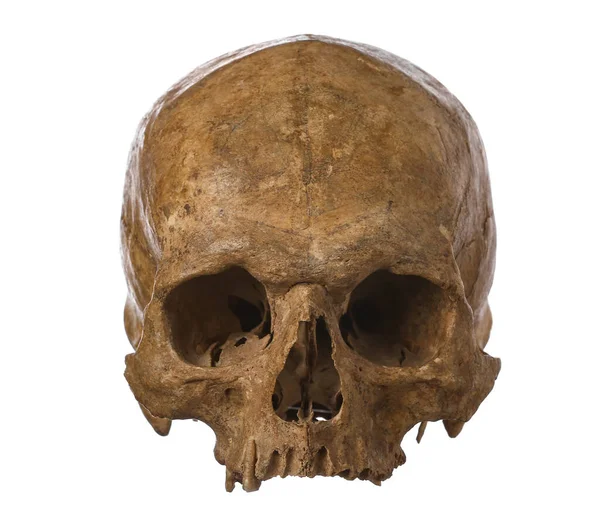 Beyaz arka planda izole edilmiş eski insan kafatası