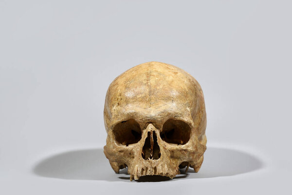 Human skull on grey background
