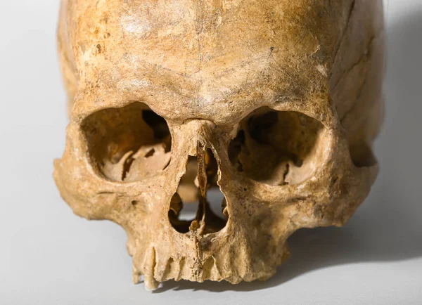 Human Skull Grey Background — Stock Photo, Image