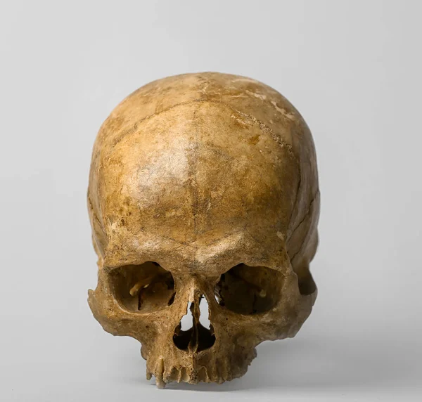 灰色背景下的人类头骨 — 图库照片