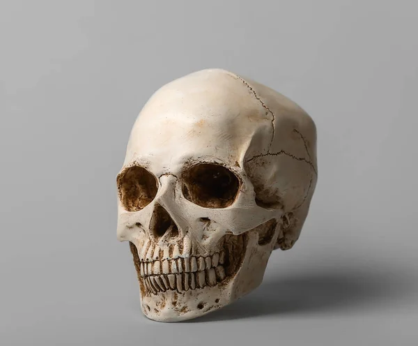 Human Skull Grey Background — Zdjęcie stockowe