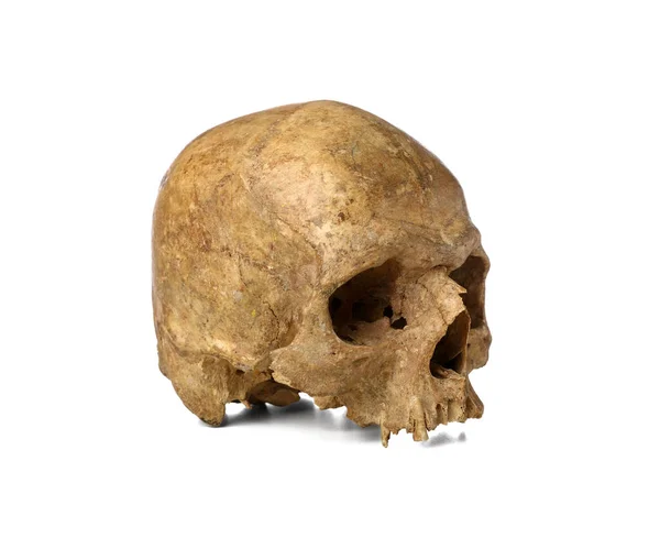 Ancient Human Skull Isolated White Background — Zdjęcie stockowe