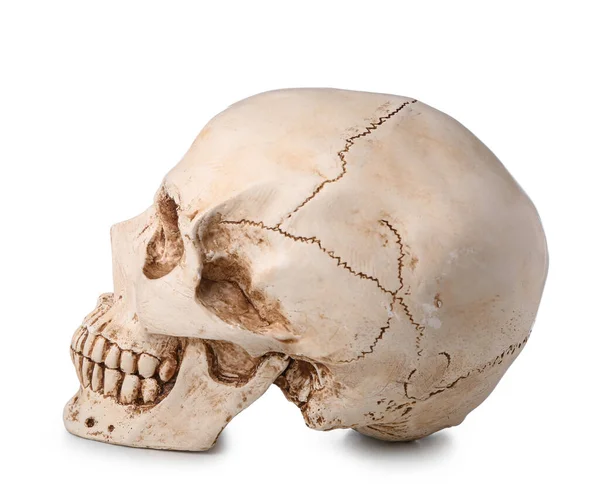 Crânio Humano Isolado Sobre Fundo Branco — Fotografia de Stock