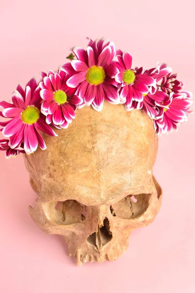 Human Skull Flowers Pink Background Closeup — Fotografia de Stock