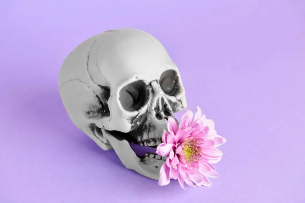 Людський Череп Квіткою Фіолетовому Фоні — стокове фото