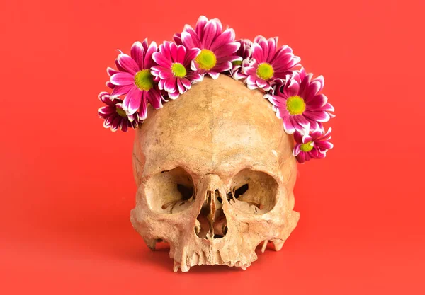Human Skull Flowers Red Background — Fotografia de Stock