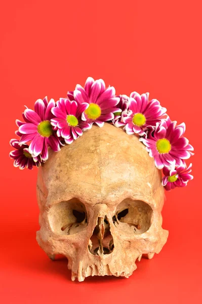 Human Skull Flowers Red Background — Fotografia de Stock