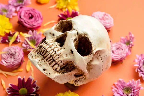 Mänsklig Skalle Med Vackra Blommor Färg Bakgrund Närbild — Stockfoto