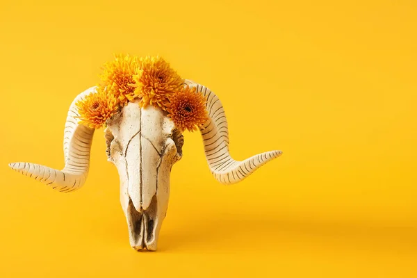 Crânio Ovelhas Com Flores Fundo Laranja — Fotografia de Stock