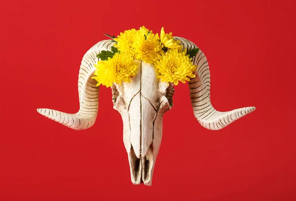 Skull Sheep Flowers Red Background — Stock fotografie