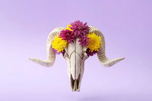 Crânio Ovelhas Com Flores Fundo Roxo — Fotografia de Stock