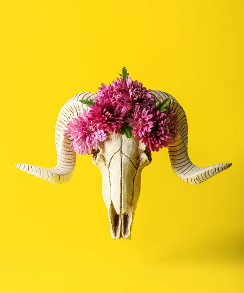 Crânio Ovelhas Com Flores Fundo Amarelo — Fotografia de Stock