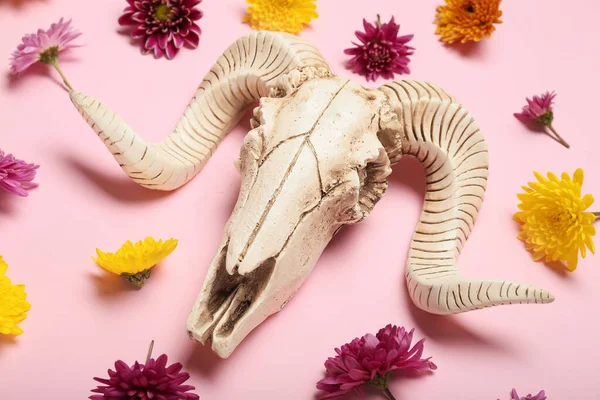 Composition Skull Sheep Flowers Pink Background — Stock fotografie