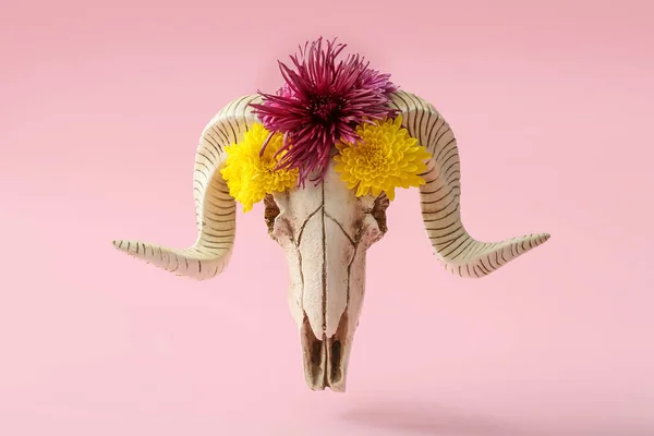 Crânio Ovelhas Com Flores Fundo Rosa — Fotografia de Stock