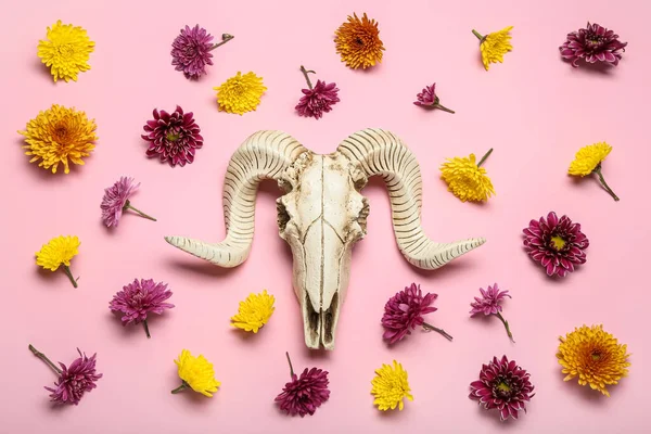 Composition Skull Sheep Flowers Pink Background — Stockfoto