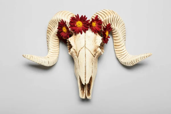 Skull Sheep Flowers Grey Background — Fotografia de Stock
