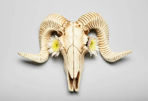 Skull Sheep Flowers Grey Background — Fotografia de Stock